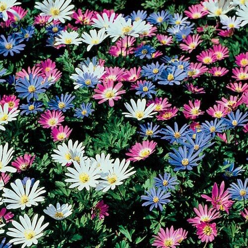 5 WINDFLOWER Anemone Flower Bulbs mixed color collection- Woodland gardens