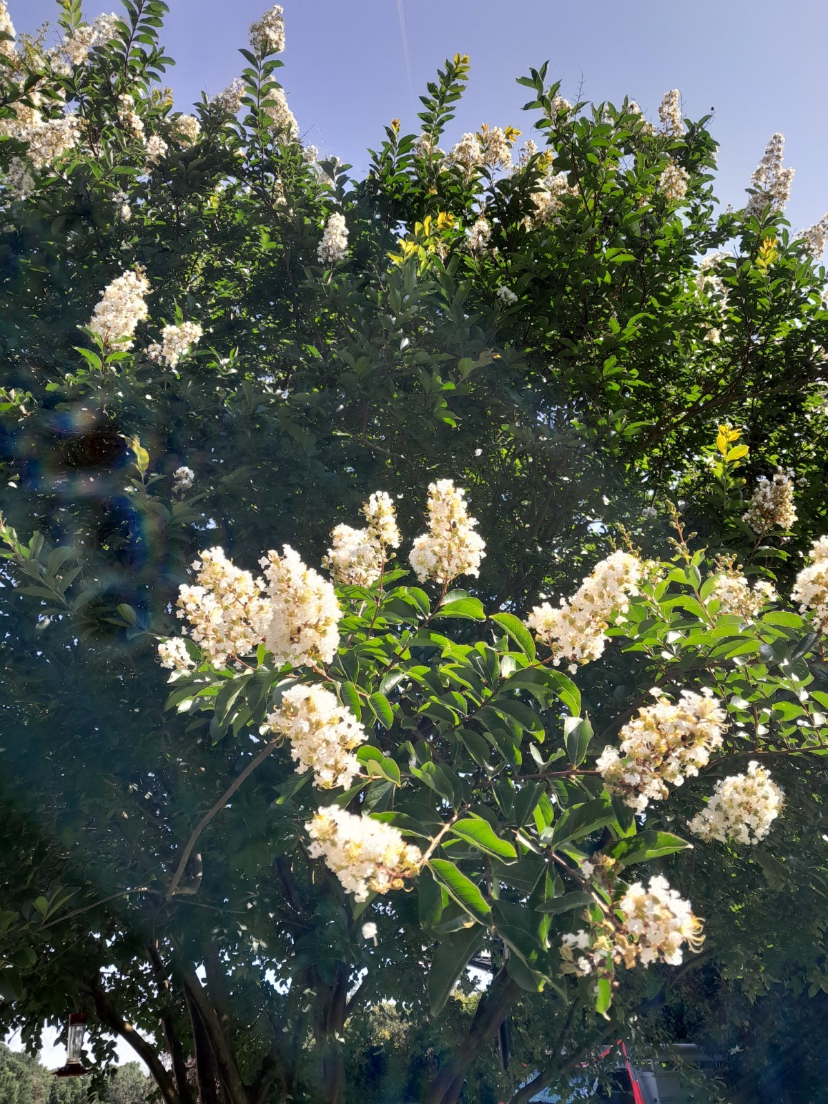 35+ WHITE CRAPE MYRTLE TREE / SHRUB / FLOWER SEEDS / DROUGHT TOLERANT PERENNIAL