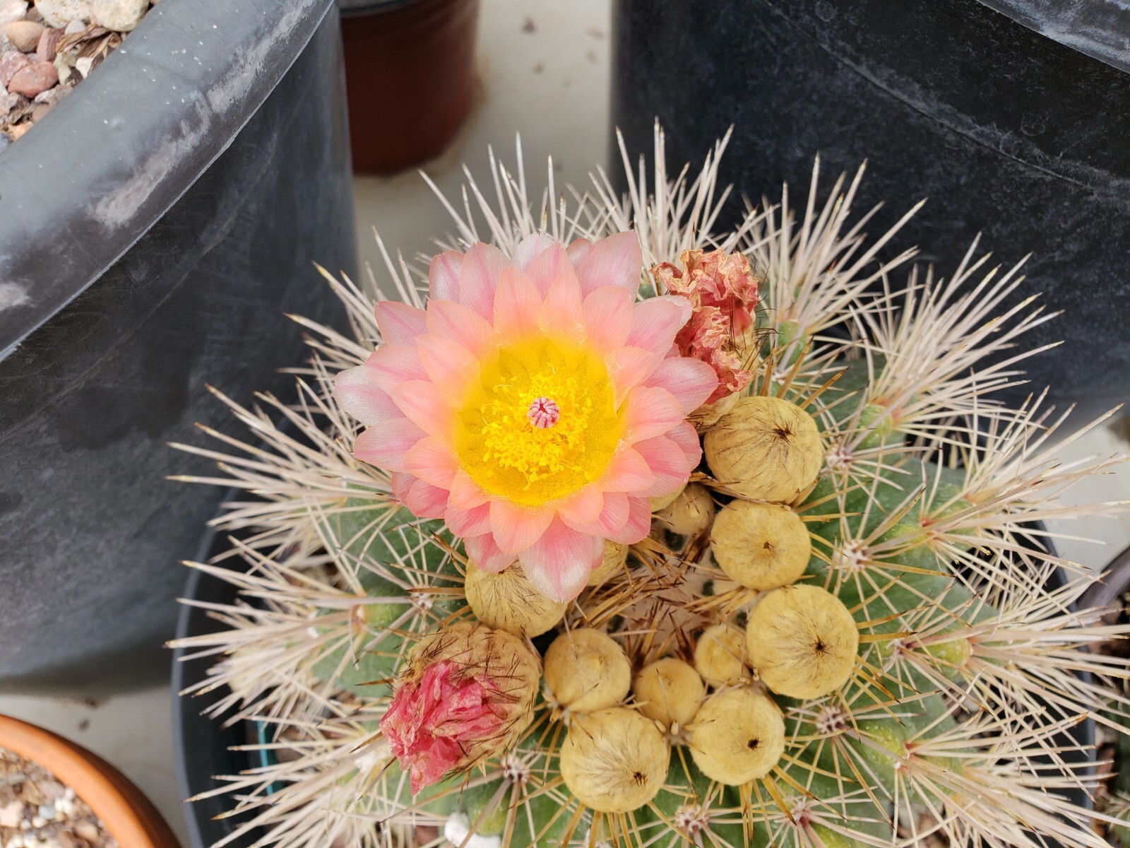 Notocactus roseoluteus seeds 50x Seeds
