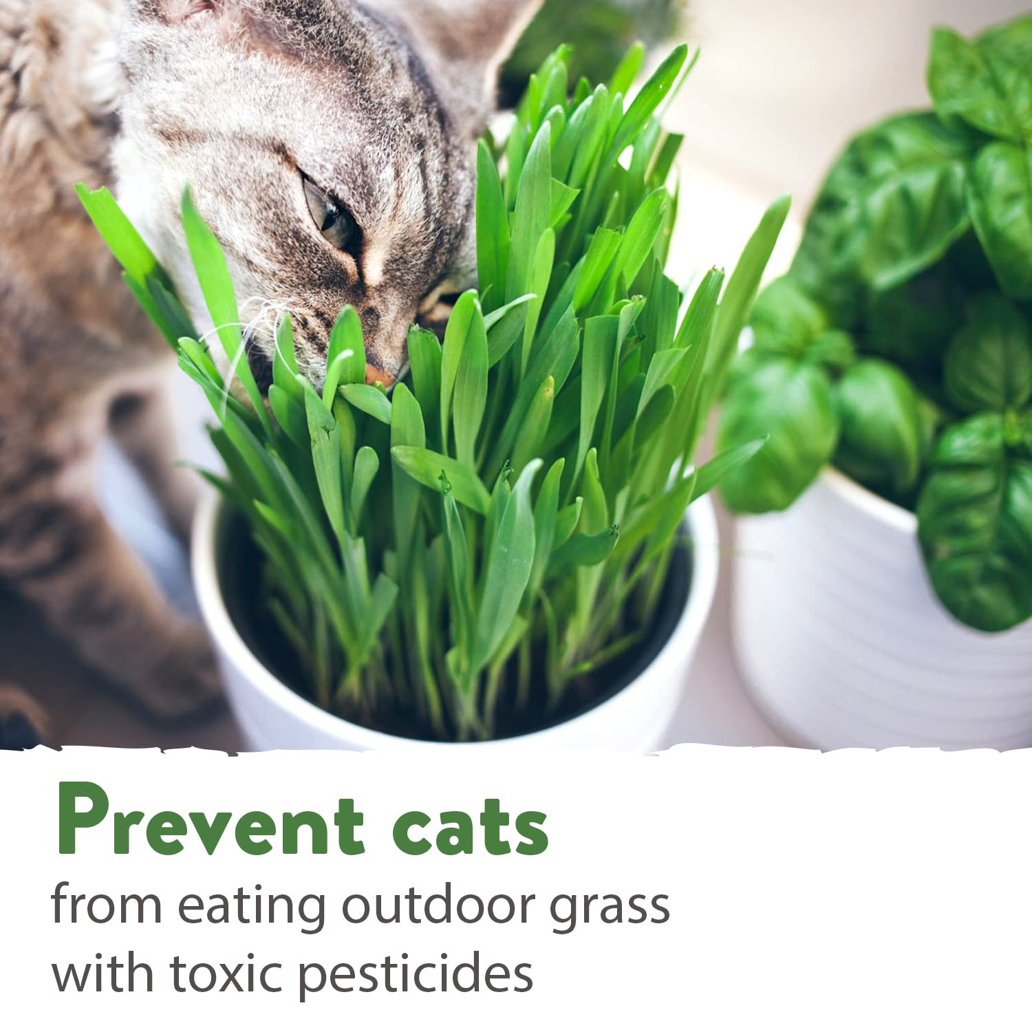 1 Pound Cat Grass Seeds for Indoor Cats & Pets – Ready to Eat in 7 Days – Qui…