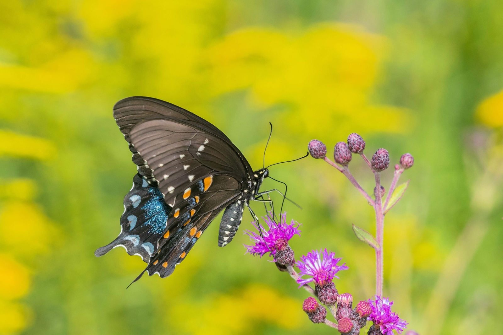 100 MISSOURI IRONWEED Monarch Flower Native Purple Vernonia Missurica Seeds