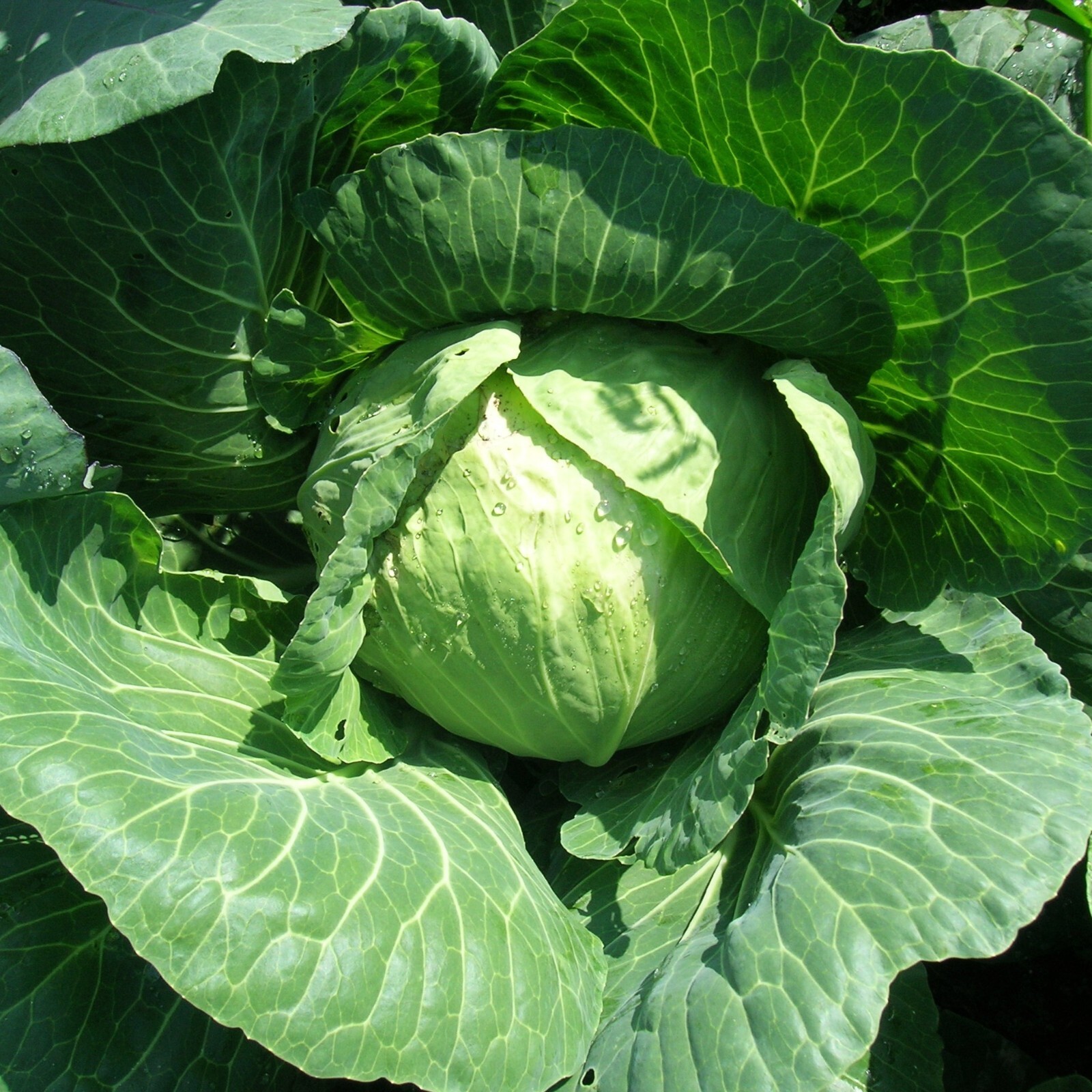 Cabbage Golden Acre Seeds, Easy to Grow, Garden Favorite, Non-GMO, Free Shipping