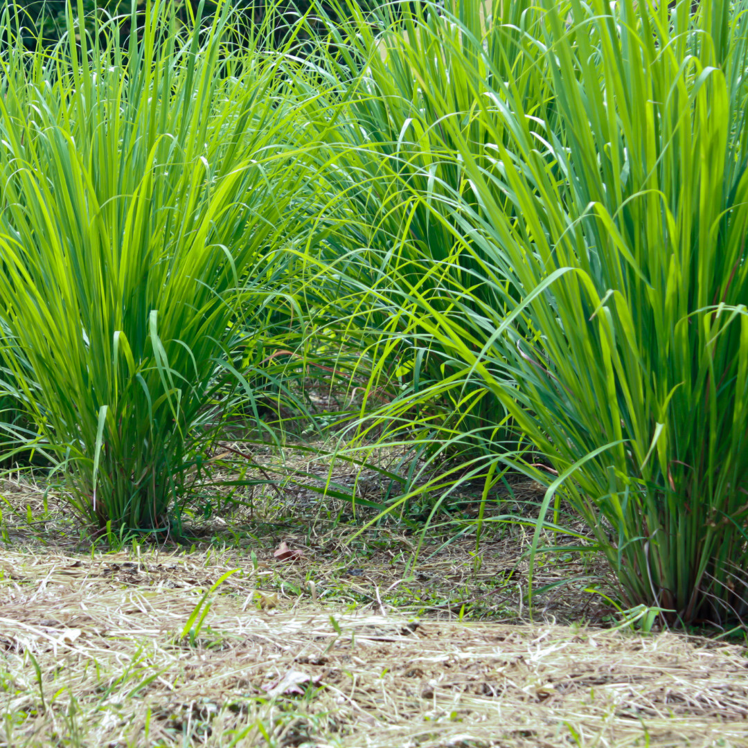 Fresh Lemongrass Herb Seeds | Xiang Mao | Heirloom Non-GMO | Asian Herb Seeds