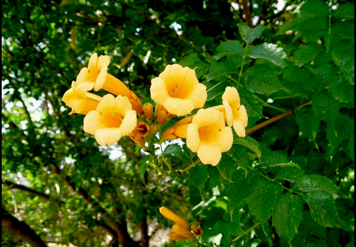 10 YELLOW HUMMINGBIRD TRUMPET VINE Flower Campsis Radicans Flava Climber Seeds