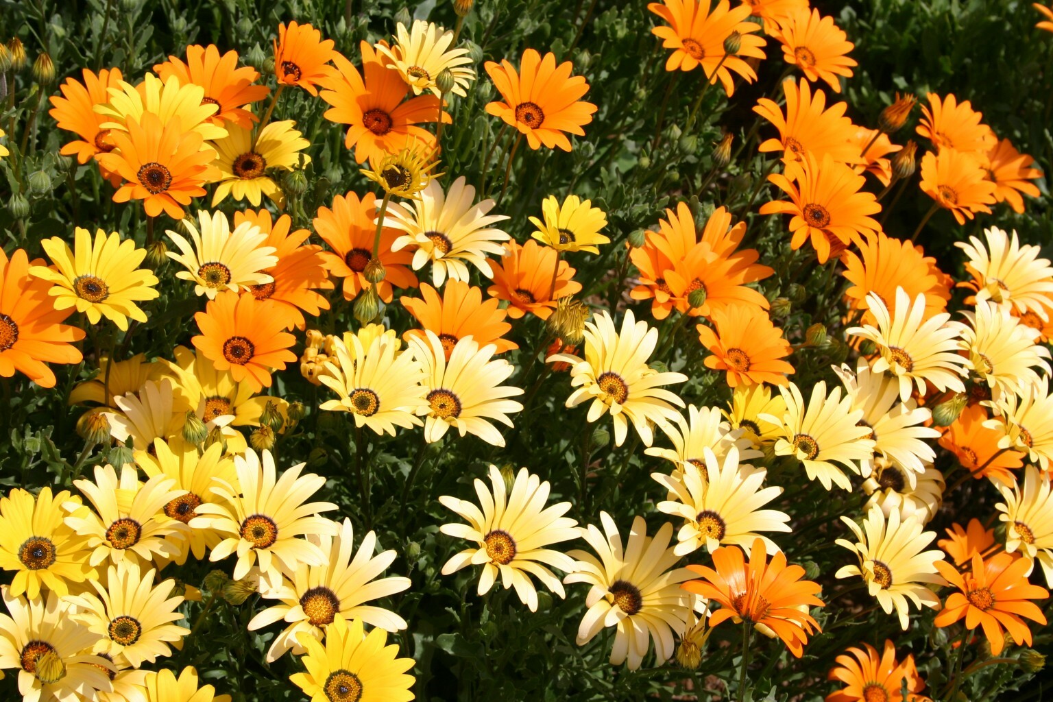 African Daisy Seeds, Glandular Cape Marigold, Bees and Butterflies, FREE SHIP