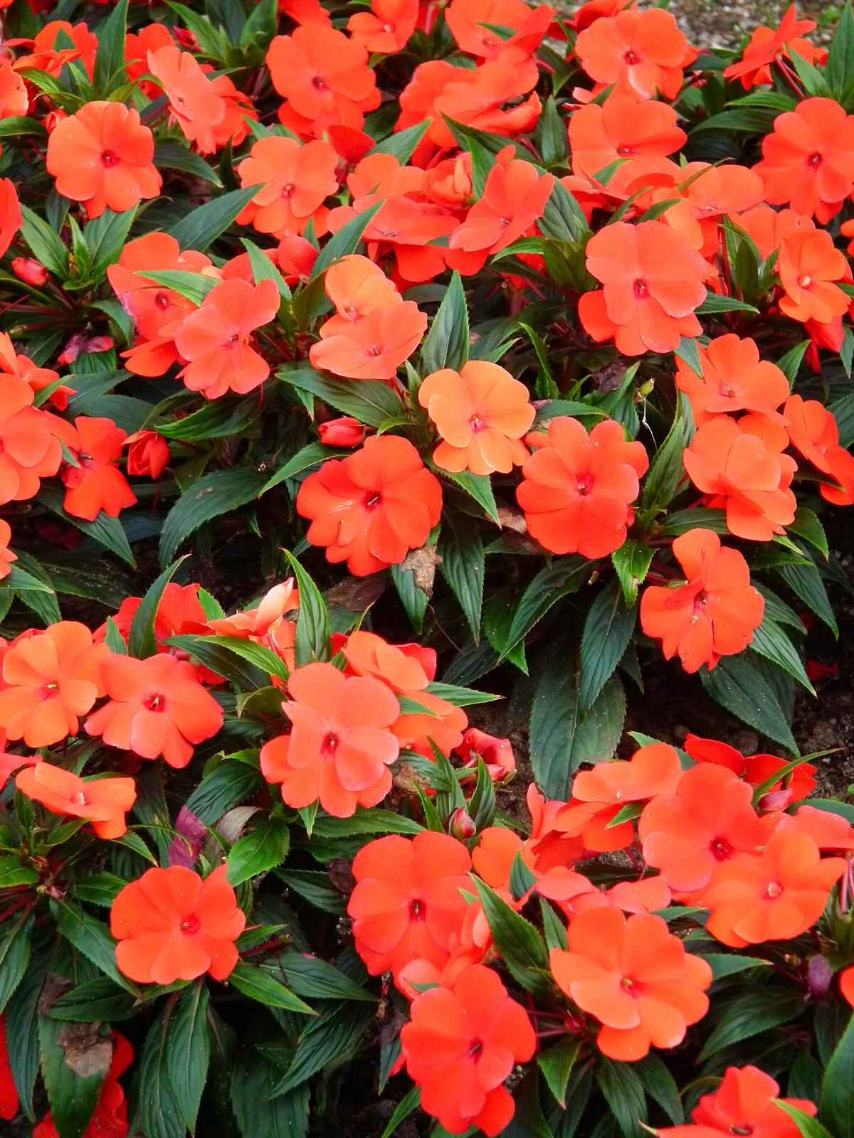 50 DWARF ORANGE IMPATIENS Walleriana Sun or Full Shade Flower Seeds *Flat Ship