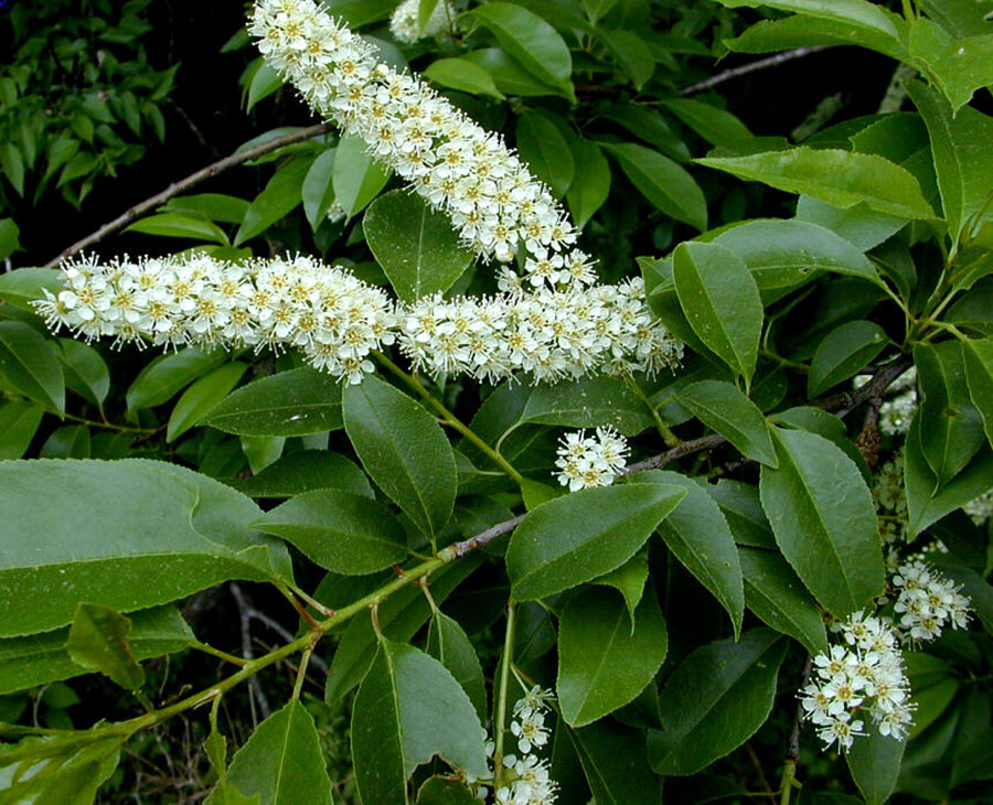 Black Cherry, Prunus serotina, Tree Seeds (Edible, Hardy, Fast, Fall Color)