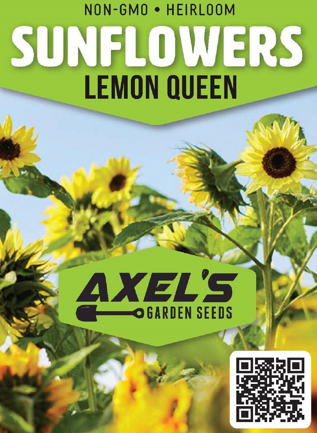 Bulk Sunflower Seeds for Planting – Heirloom NonGmo Flower Seeds for Home Garden