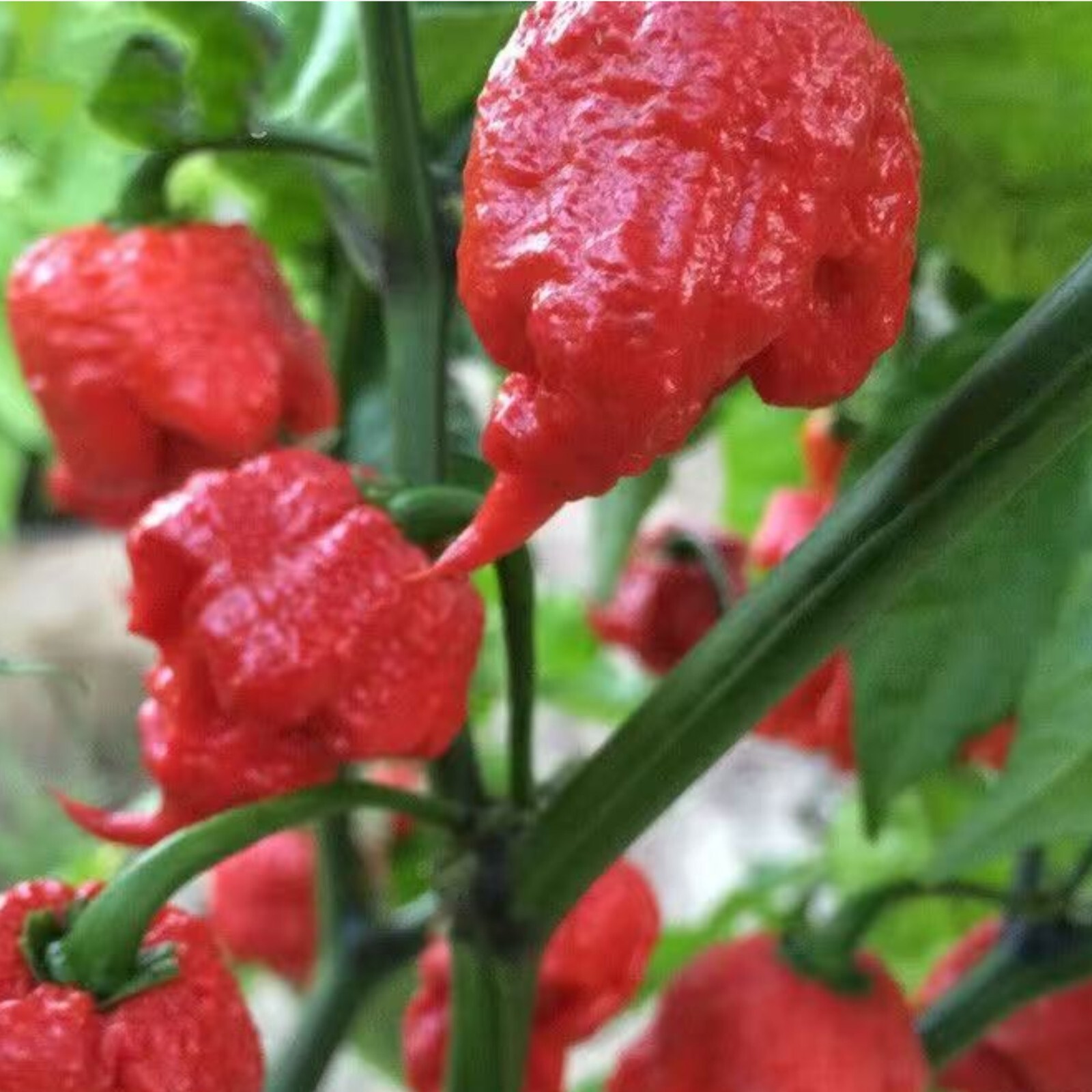 50pcs Ghost Pepper Seeds – Non-GMO Heirloom Chili Super Hot Peppers for Gardens