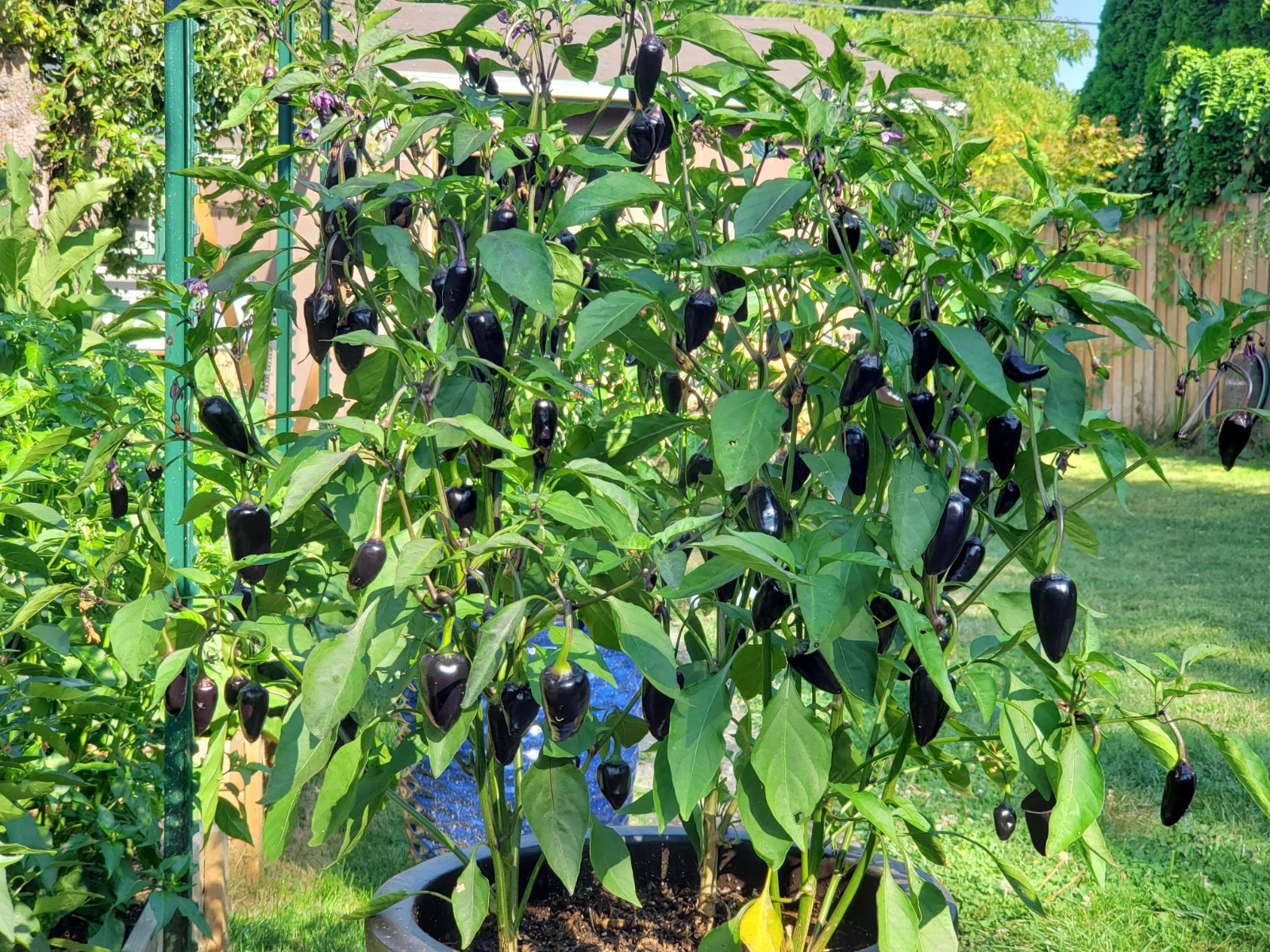 RARE✿ Heirloom Black Hungarian Hot Chili Pepper 15+ Seeds