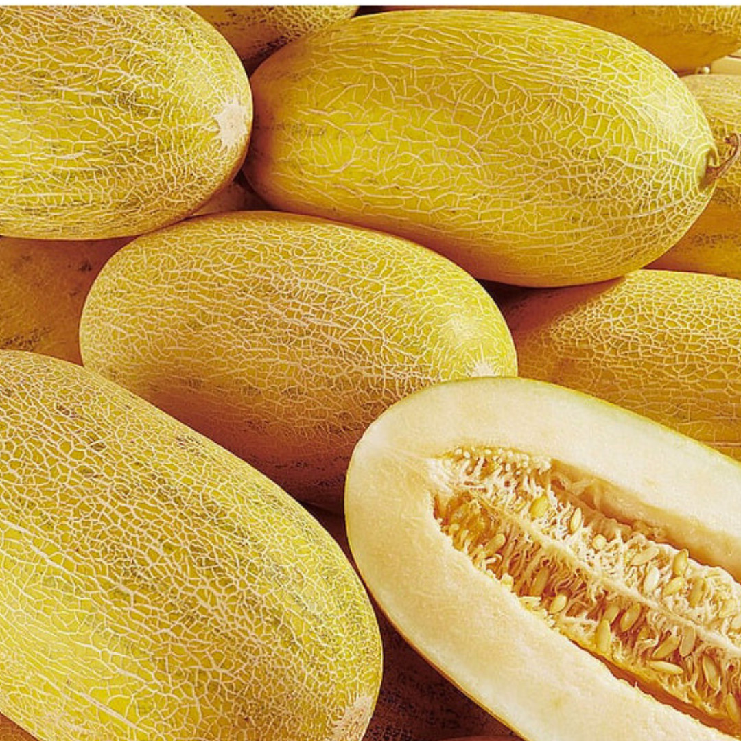 Fresh Sweet Delicious Hami Melon Seeds | Heirloom Non-GMO | Asian Fruit Seeds