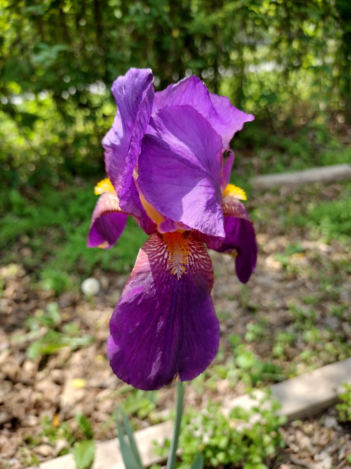 5x MIXED VARIETIES/COLORS IRIS Bulbs/Rhizomes FRESH