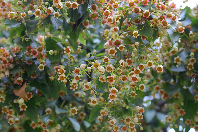 Brachychiton Populneus, Kurrajong Flowering Bottle Tree 5 Seeds, Ships From USA!