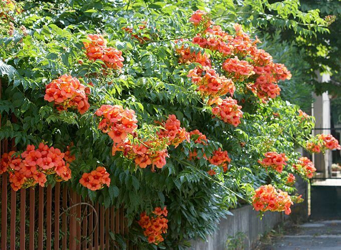 Campsis radicans ORANGE TRUMPET VINE – SEEDS!