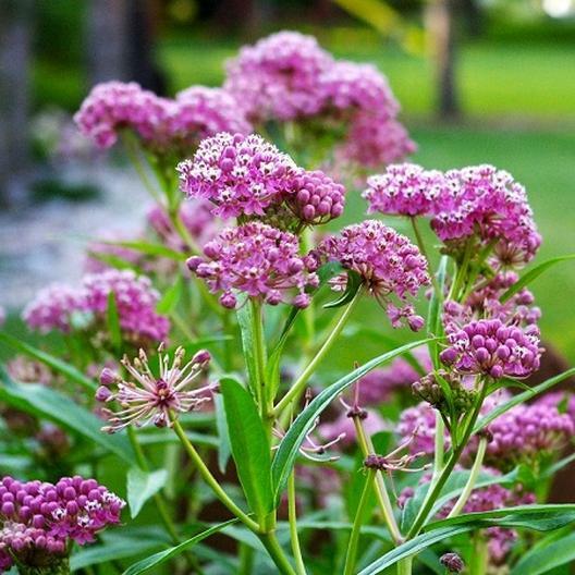 Milkweed SWAMP CARMINE Perennial Asclepias Monrch Butterfly Host Plant 50 Seeds!