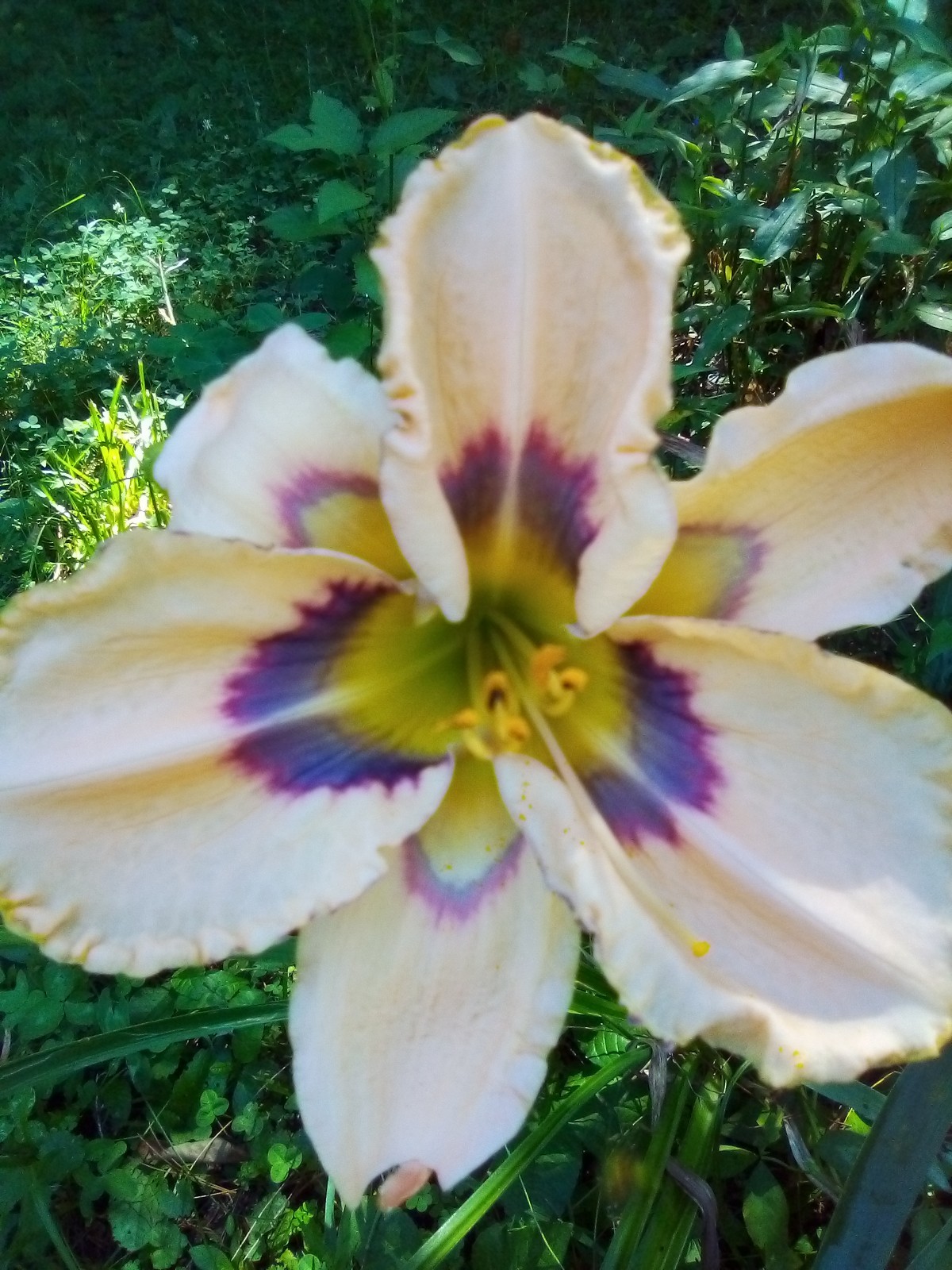 Daylily seeds ALL Kinds All Colors Perennial 35 plus seeds