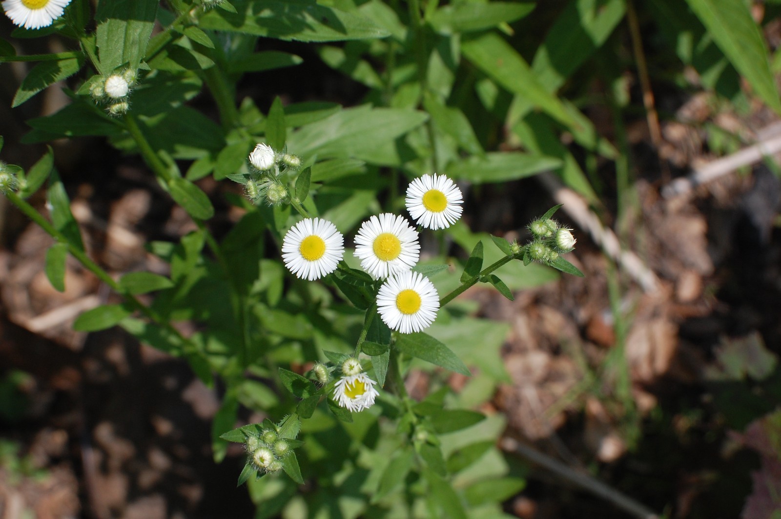 1/4 TSP + ANNUAL FLEABANE DAISY SEEDS/Erigeron annuus/NATIVE US