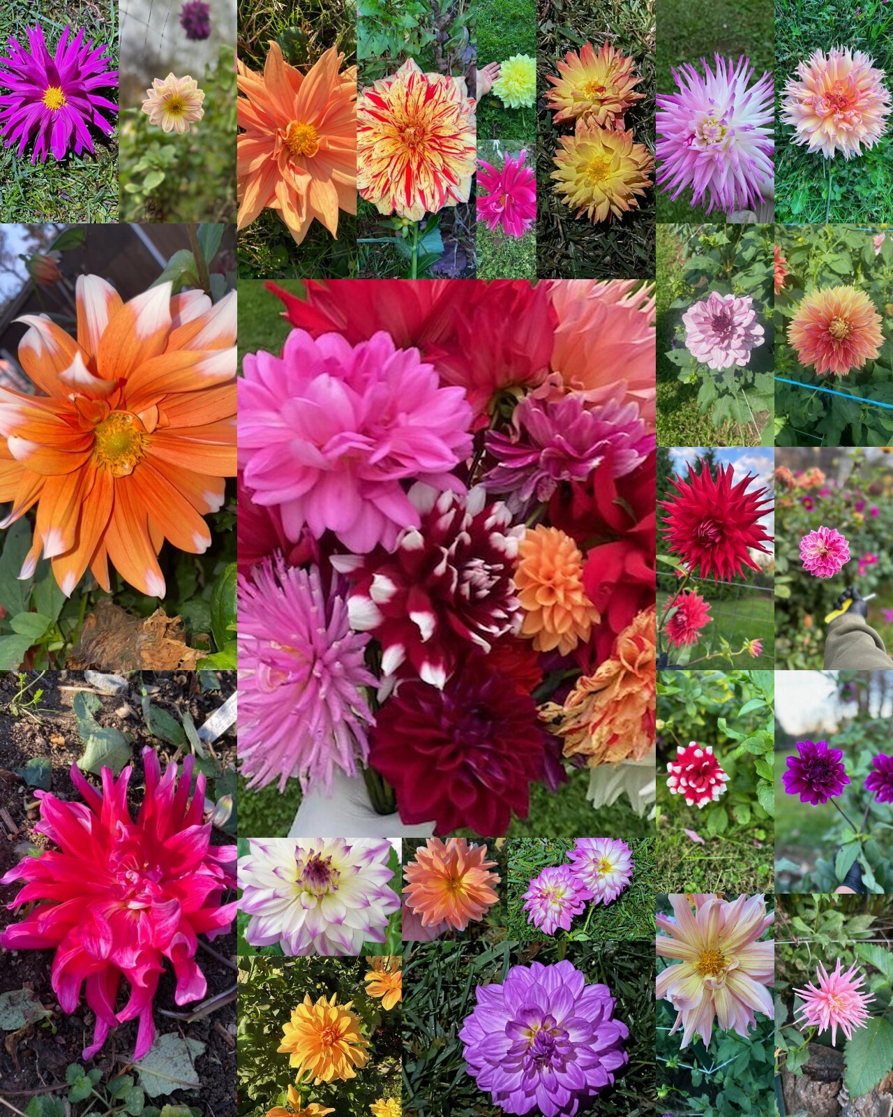 30 Rare & Beautiful DAHLIA FLOWER SEEDS~USA Seller~Annual/Perennial~FREE SHIP