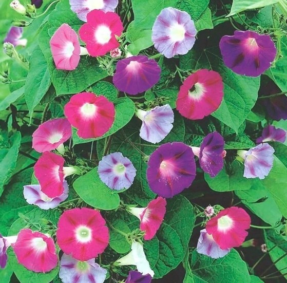 10 Morning GLORY Multi Color Flower Seeds Ascends up Trellis Fragrant Flower
