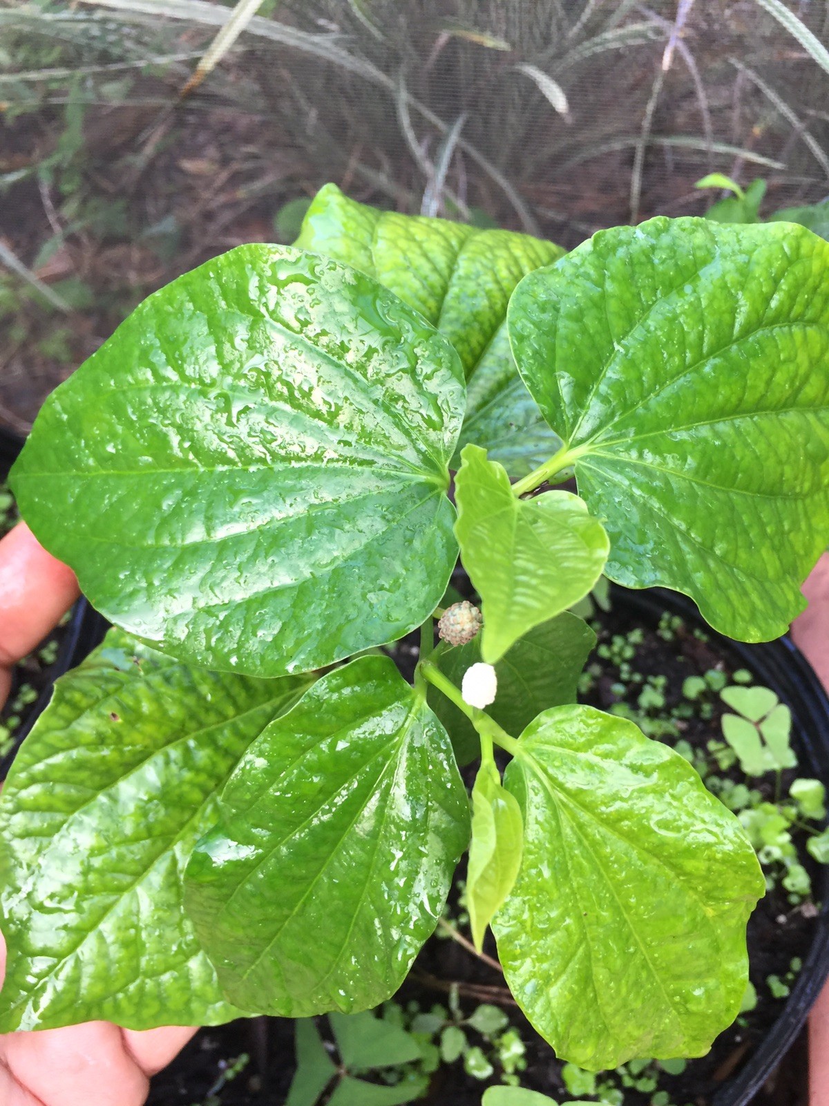 ORGANIC INDIAN BETEL LEAF PIPER Lolot Plant 10” Tall ANTIOXIDANT/PAAN LEAF Plant