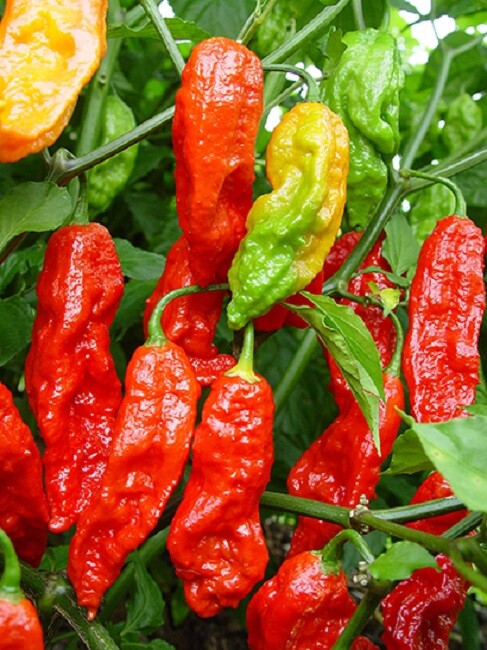 50 Pepper Seeds Bhut Jolokia Red Ghost Pepper