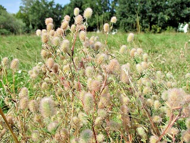 RABBIT’S FOOT CLOVER 200 SEEDS, TRIFOLIUM ARVENSE, FUZZY BUNNIES, EZ TO GROW