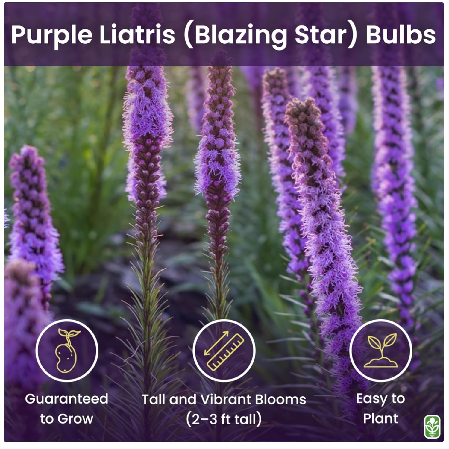 Liatris Spicata – Pollinator-Friendly Plant