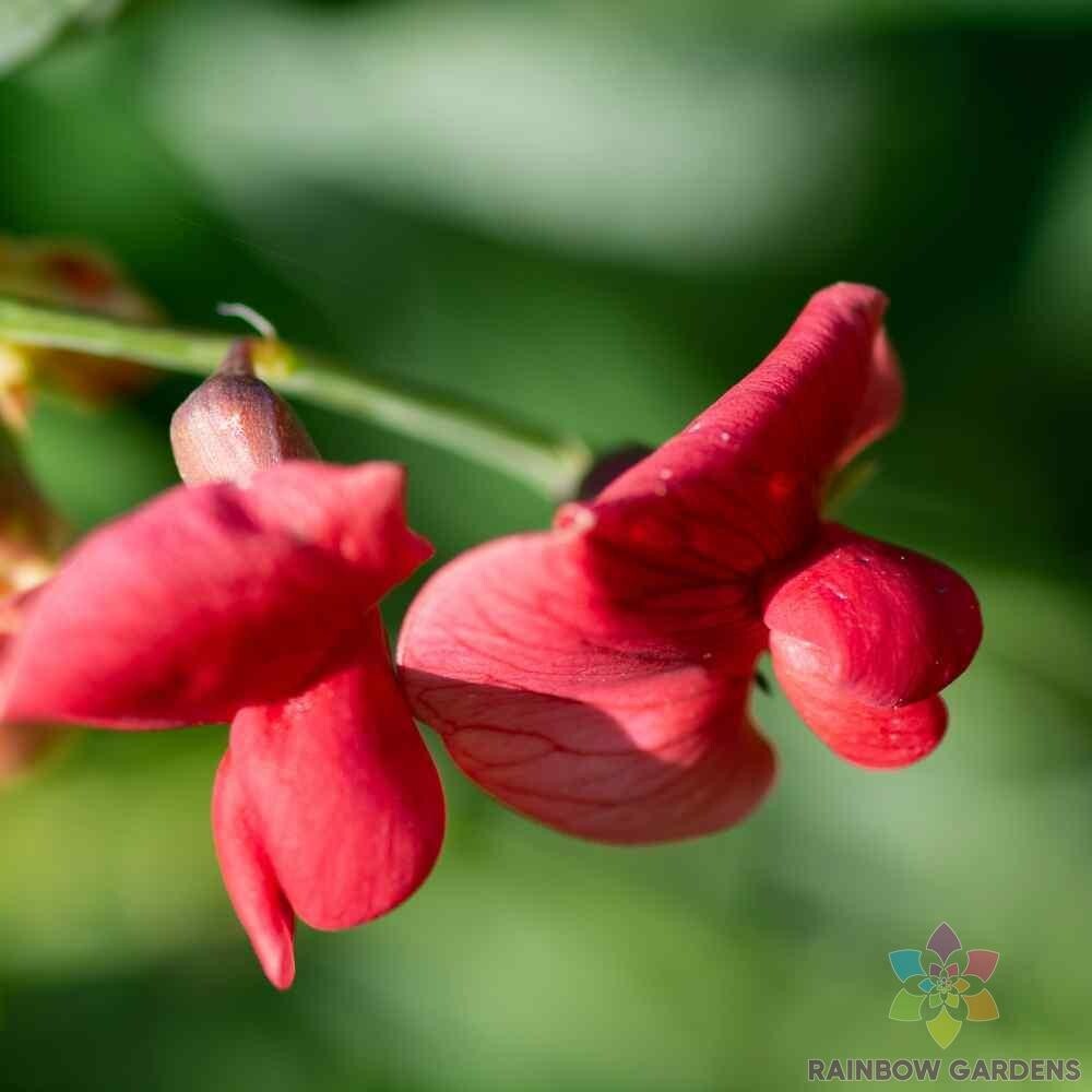 50+ Everlasting Red Sweet Pea Seeds for Garden Planting – USA – FREE SHIPPING!