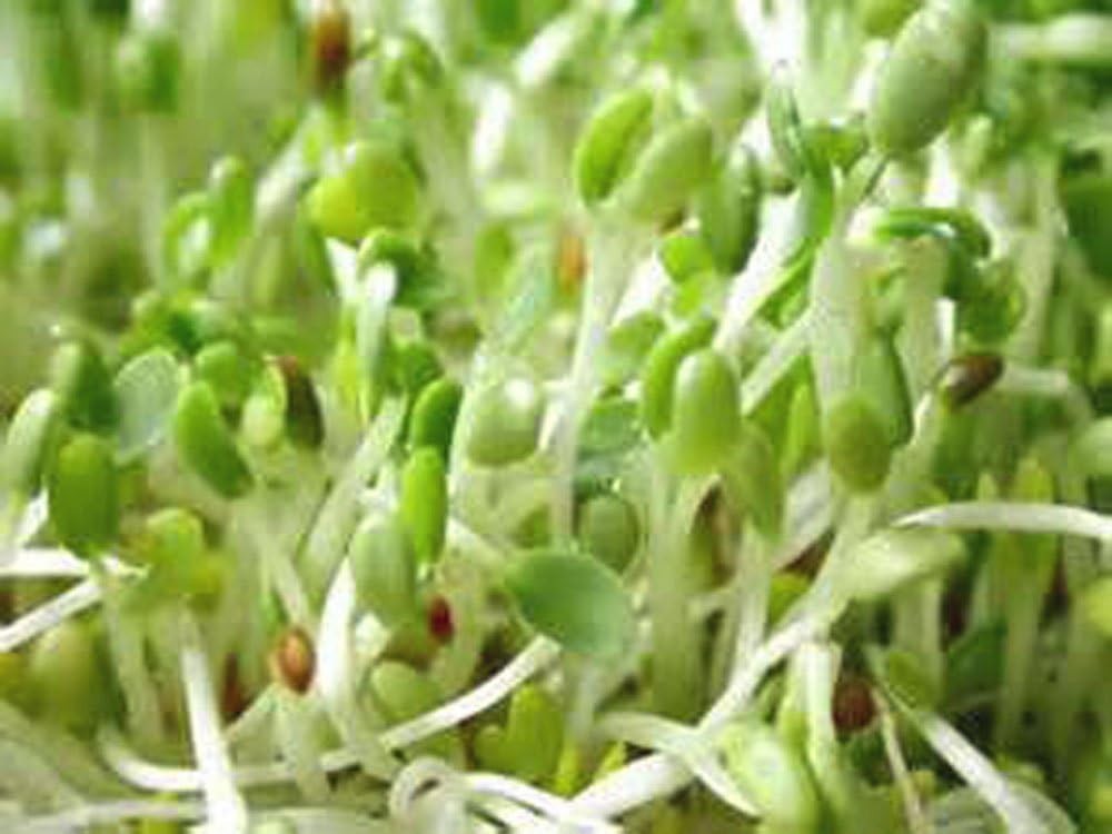 Alfalfa Sprouting Seeds – Non-GMO, High Germination, 2 Oz