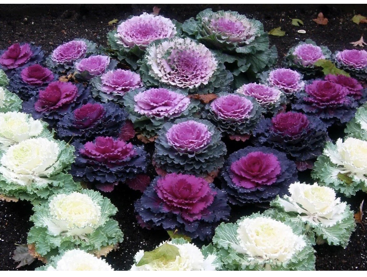 50 Seeds HẠT GIỐNG HOA BẮP CẢI Flowering Kale Mix Color Ornamental Kale