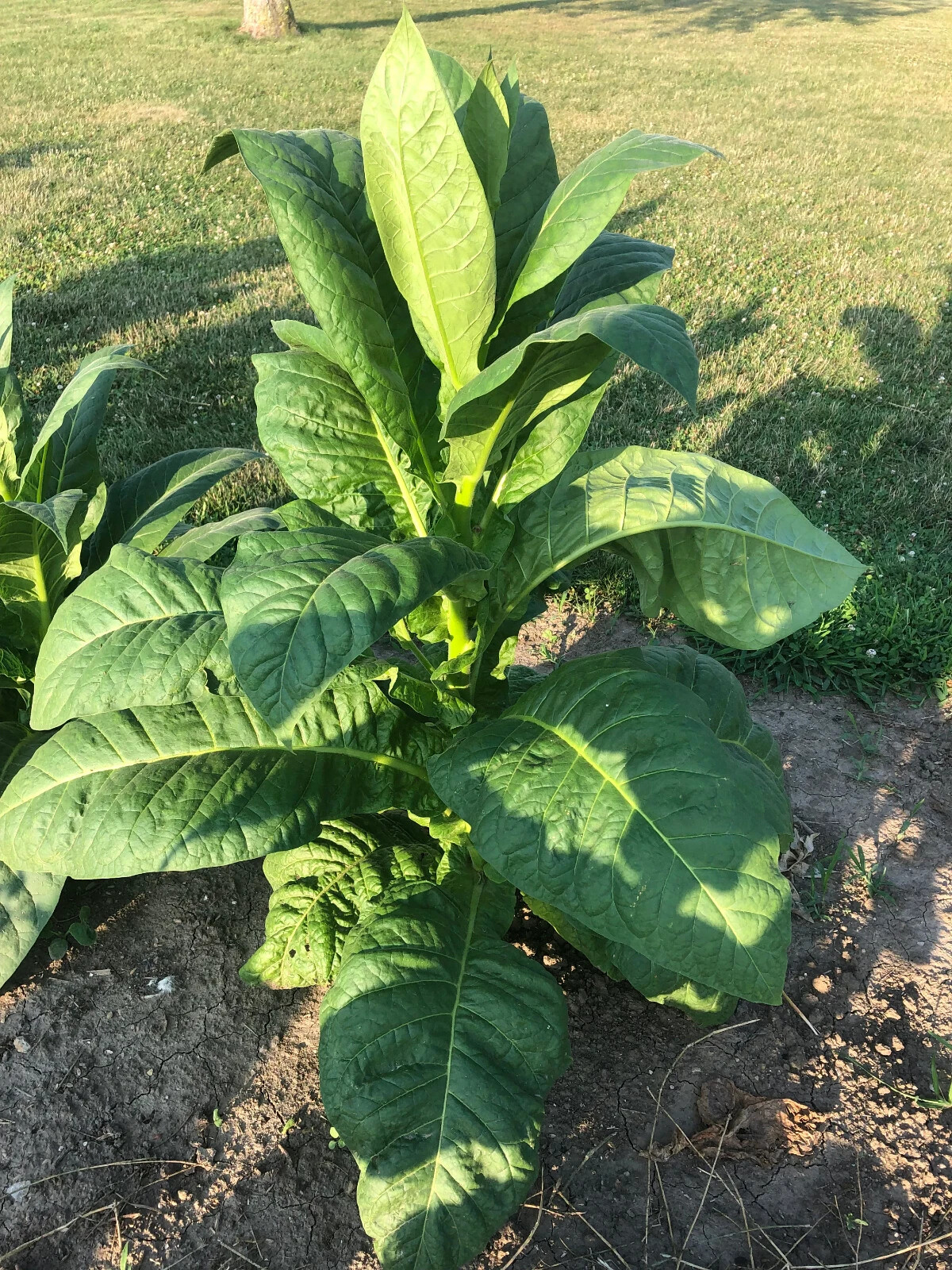 Dixie Bright Tobacco Seeds ~100 Non-GMO Free Ship No Track ~2 Weeks Arrival Read