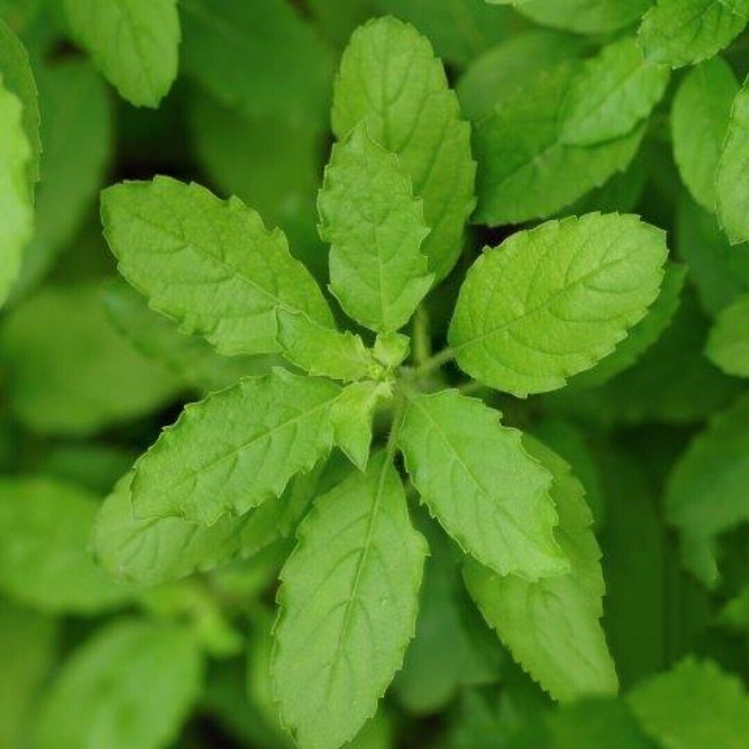 500 + Green Leaf Holy Basil / Krishna Tulsi/Non-GMO / Heirloom / Herb Fresh