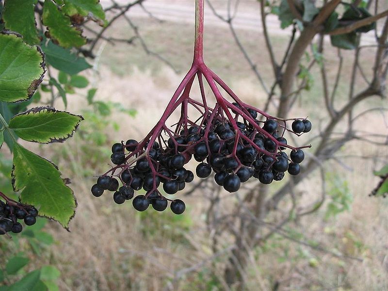 elderberry, BLACK ELDERBERRY tree berry, 100 seeds! GroCo Buy US USA