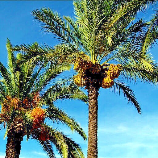 5 Date Palm Tree Seeds (Phoenix dactylifera) Edible Fruit Plant Hardy to Zone 8