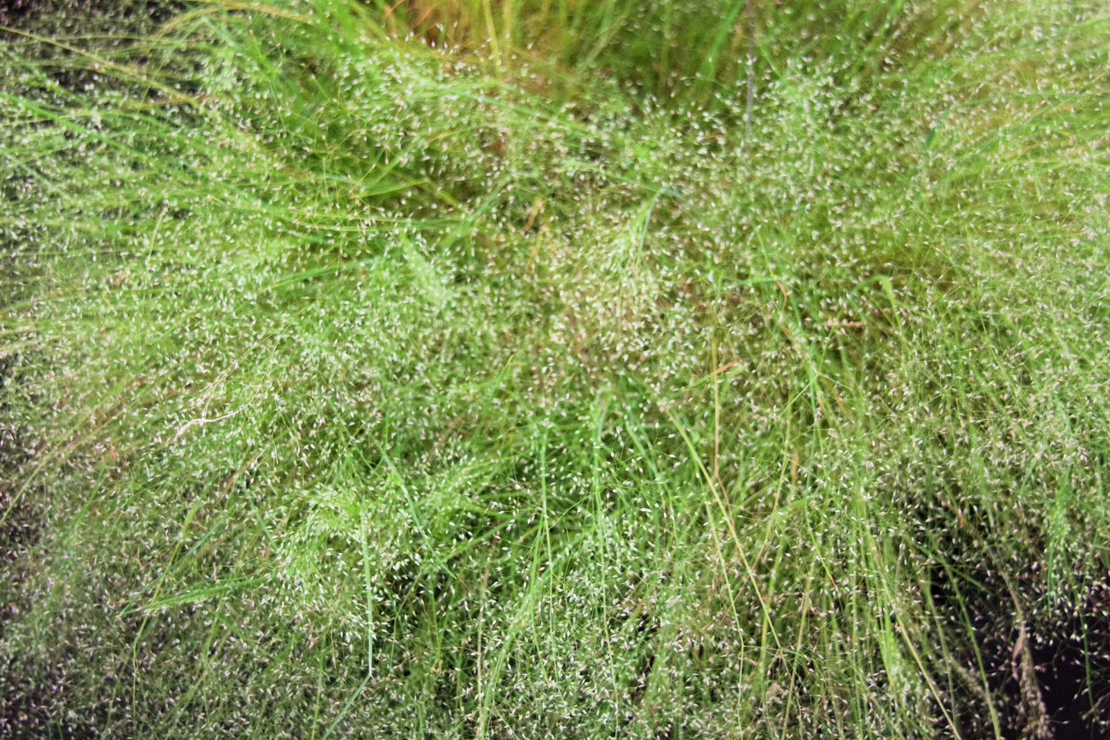 200 CLOUD GRASS Agrostis Nebulosa White Flower Tan Ornamental Grass Seeds