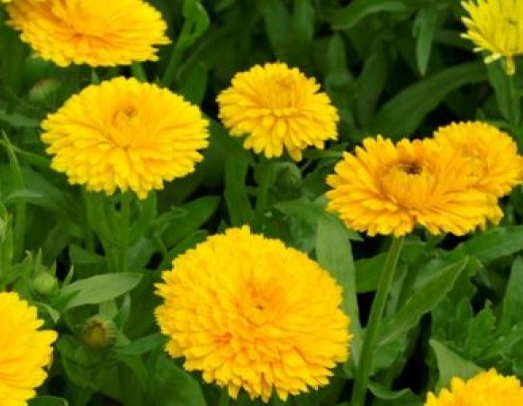 CALENDULA GOLDEN EMPEROR 50 FRESH SEEDS FREE SHIPPING