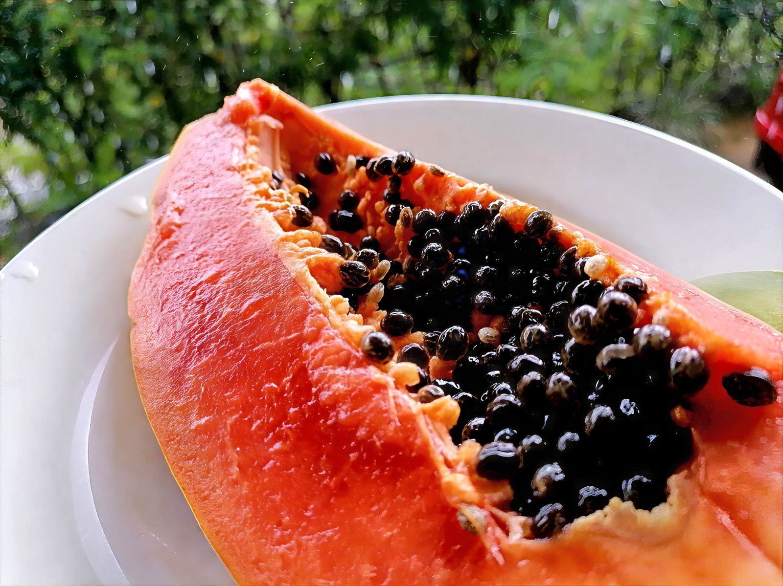 20 “DWARF SOLO WAIMANALO TREE SEEDS” (Carica Papaya) Fast Fruit Houseplant