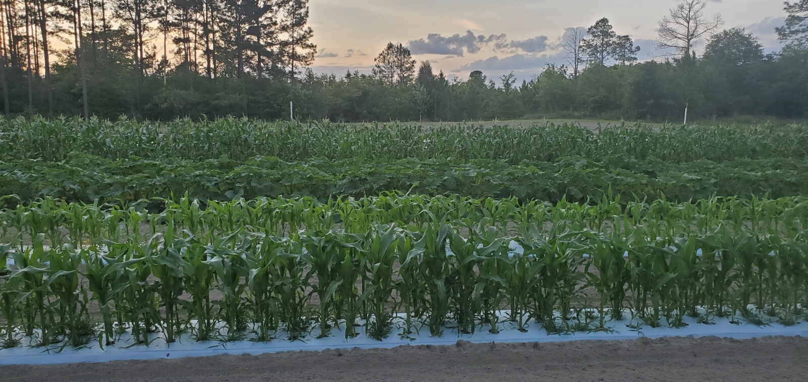 1/2 Pound (800 Seed) Silver King Non GMO Hybrid White Sweet Corn Seeds