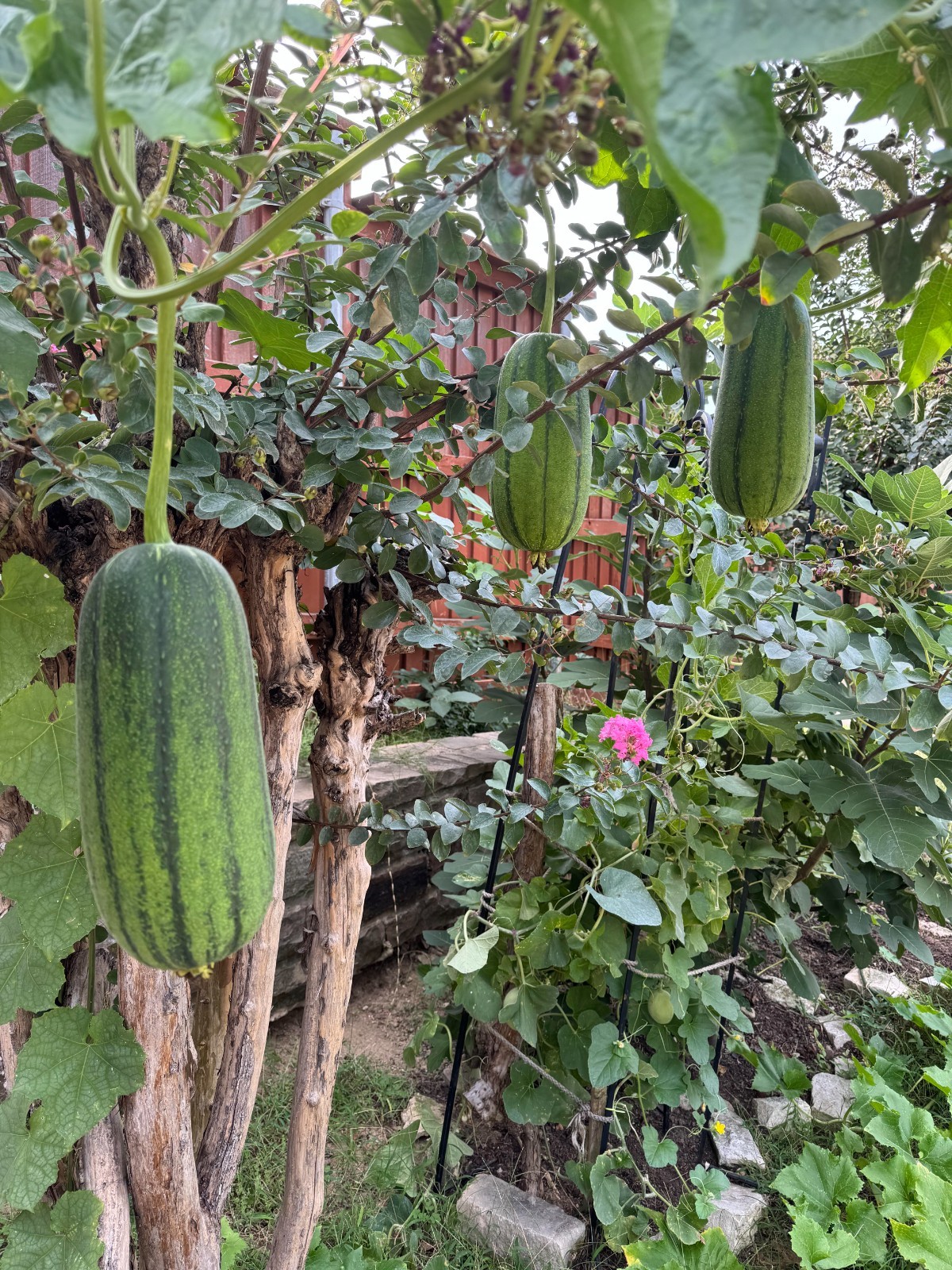 Taiwan luffa seeds 台湾苹果丝瓜种 20 Free shipping
