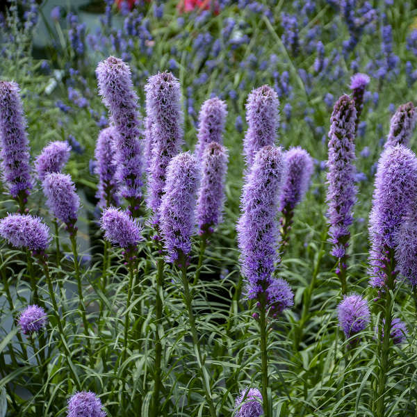Gayfeather Seeds 100+ SPIKED Liatris Spicata Flower BUTTERFLIES BEES FREE S&H