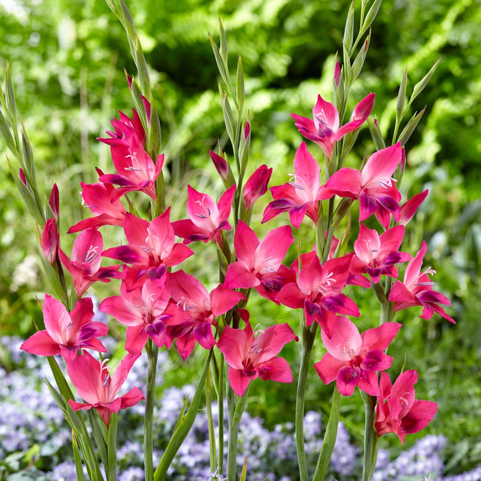 Hardy Gladiolus Volcano 10 Plant Bulbs, Pink Magenta Flowers Spring to Summer