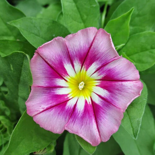 Rose Ensign Dwarf Morning Glory Seeds | 30 – 300 Seeds | Free Shipping | 1184