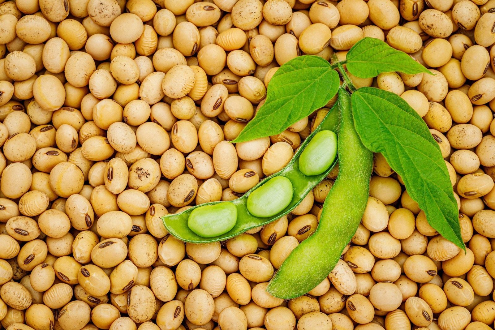 20 Organic MIDORI GIANT SOYBEAN Edamame Glycine Max Green Bean Vegetable Seeds