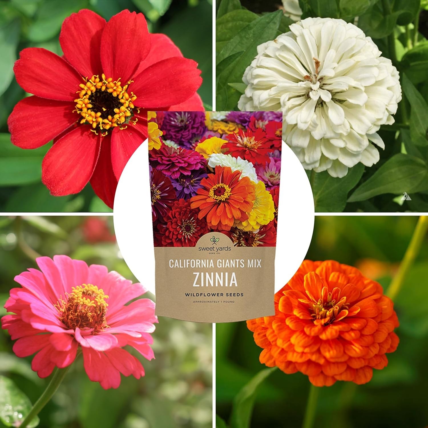 Zinnia California Giants – 1lb Bag – 48k+ Seeds