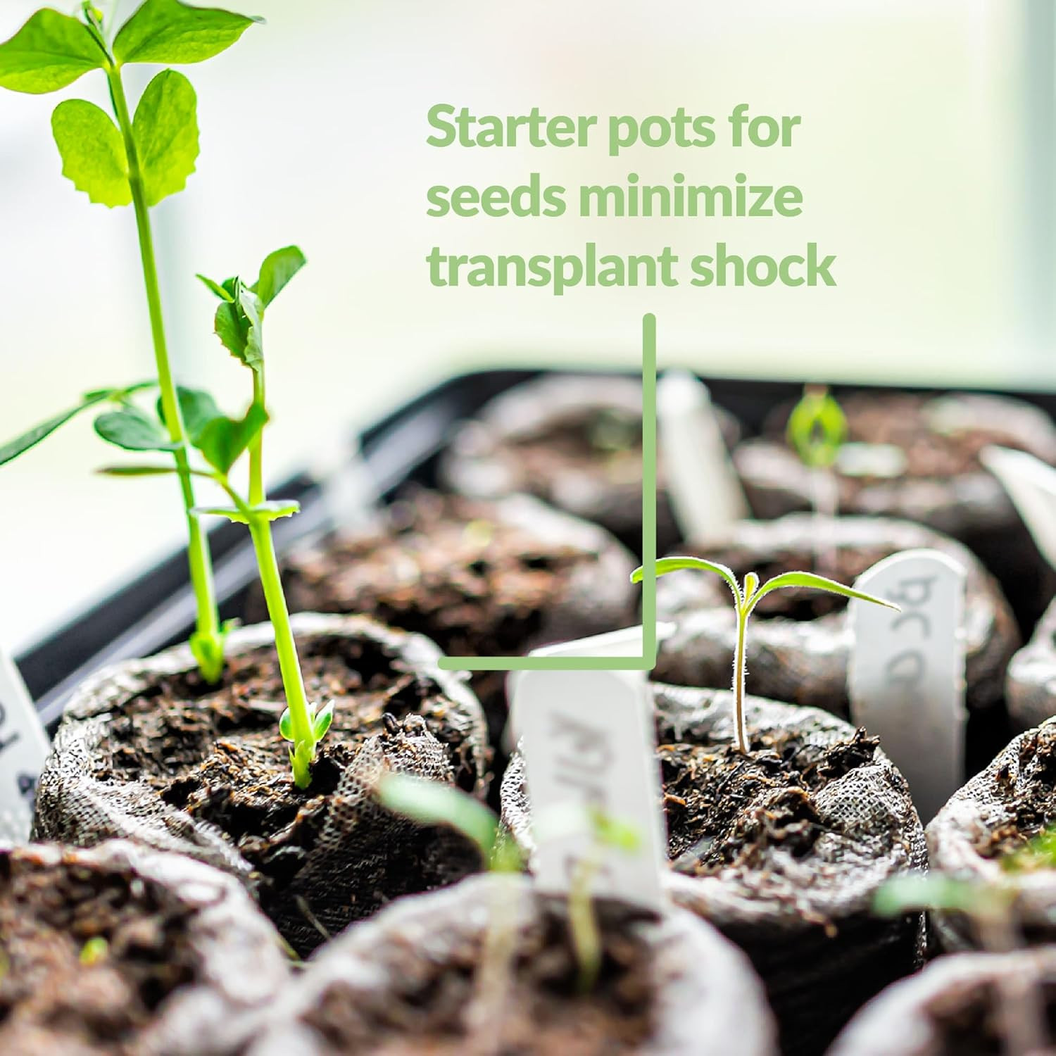 Plant Starter Pellets – Seedling Pellets, 50 Mm Peat Pellets, 80 Count – Peat