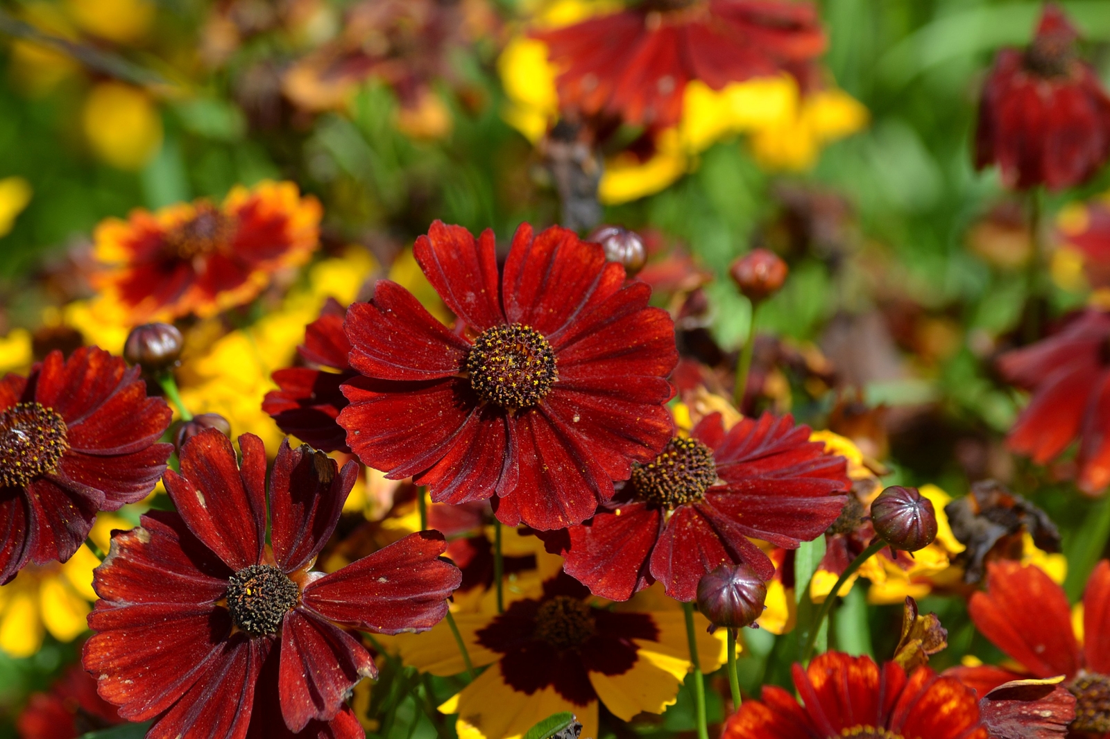 2,000 COREOPSIS TINCTORIA Seeds (Red Dwarf Plains Coreopsis) | Free shipping