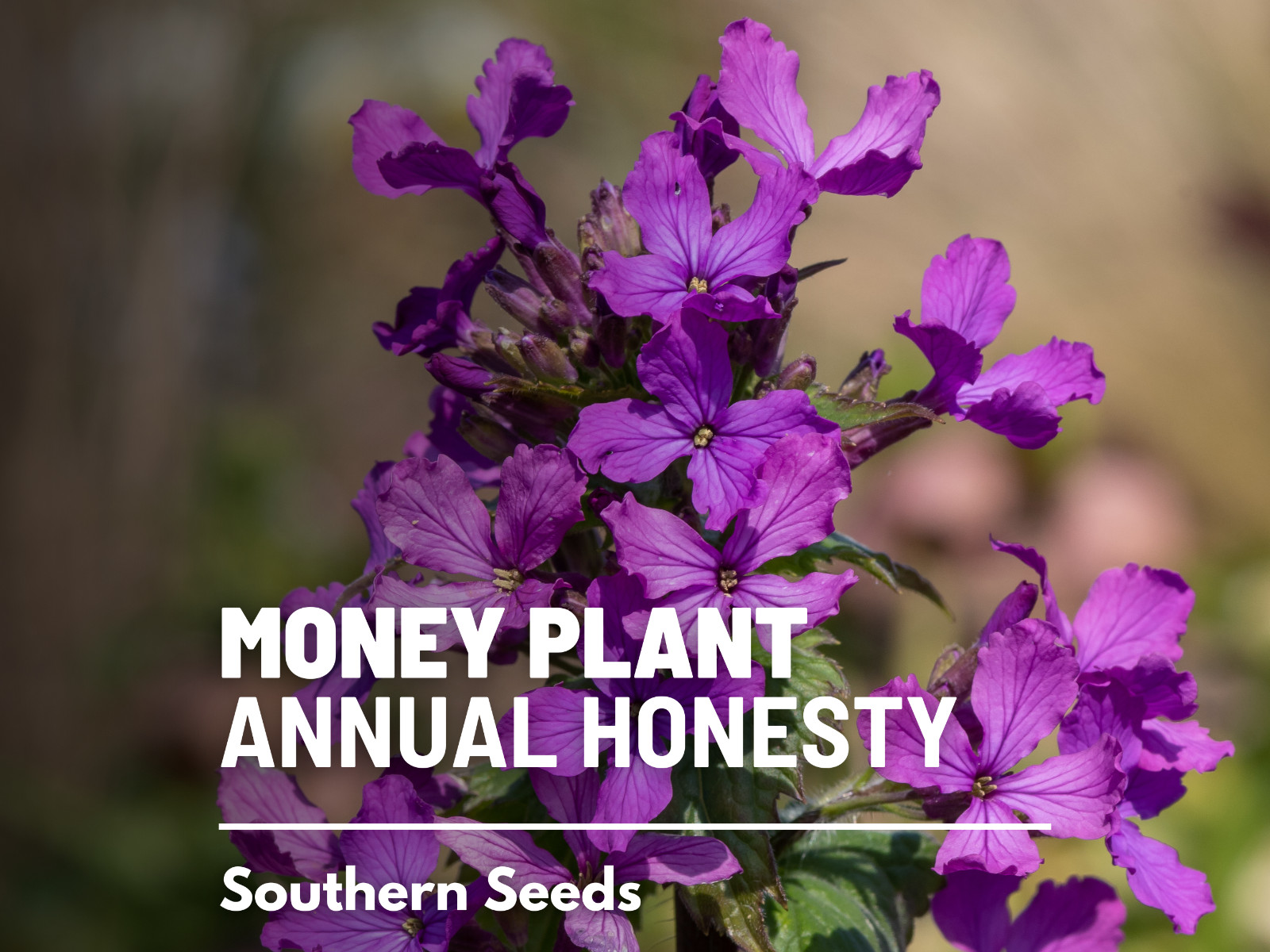 Money Plant – Annual Honesty – 20 Seeds – Natural Air Purifier – Fragrant Flower