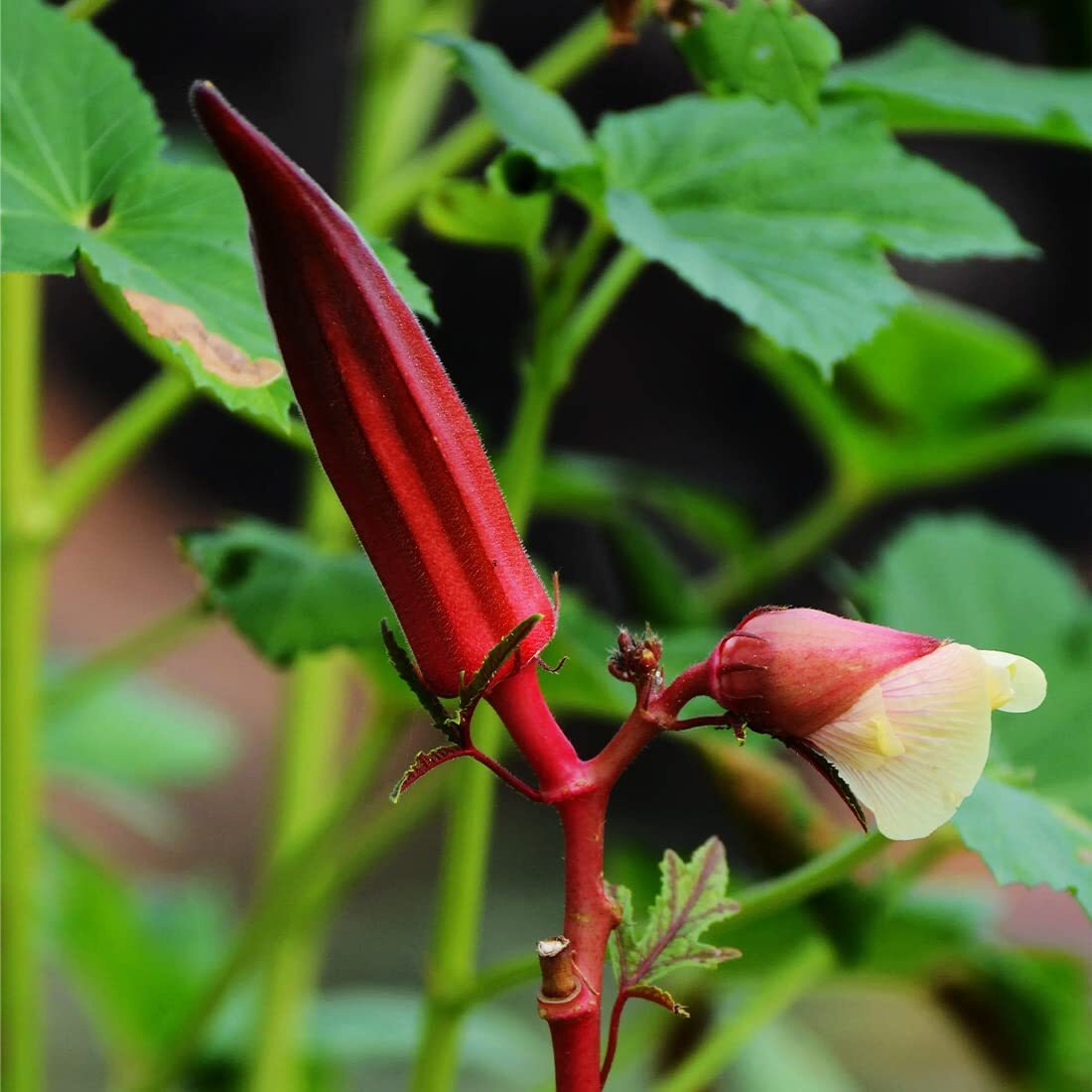 150+Red Okra Seeds�for Planting�in Garden & Outdoor?Drought-Resistant Okra Heirl