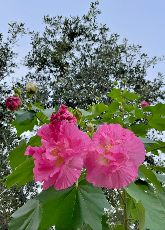 Tri Color Confederate Rose – Hibiscus mutabil (pink White) Two rooted plant