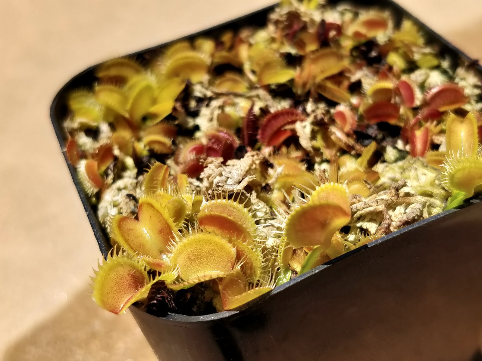 20 freshly harvested(2023 July)assorted named cultivar cross Venus Flytrap seeds